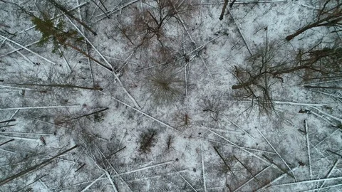 Winter forest, aerial view Stock Footage 99883511