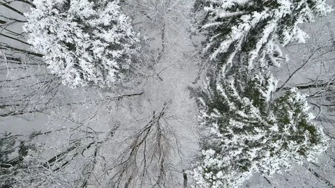 Winter forest, aerial view Stock Footage 99883534