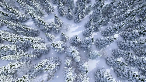 Winter forest, aerial view Stock Footage 100886674