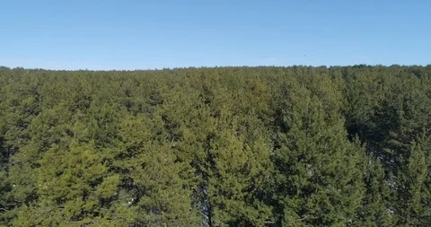 Winter forest aerial view 스톡 동영상 103613907