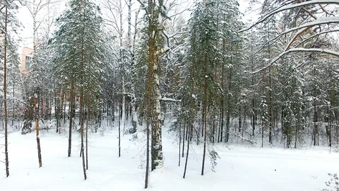 Winter Forest Aerial View Stock Footage 105555061