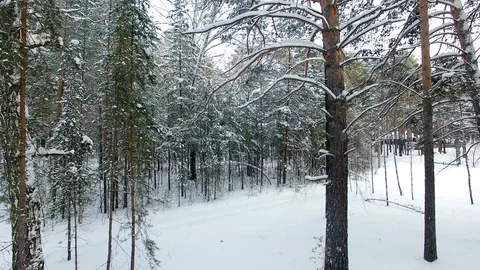 Winter Forest Aerial View Stockbeeldmateriaal 105557727
