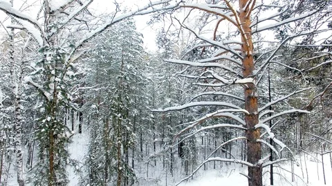 Winter Forest Aerial View Видео 105889358