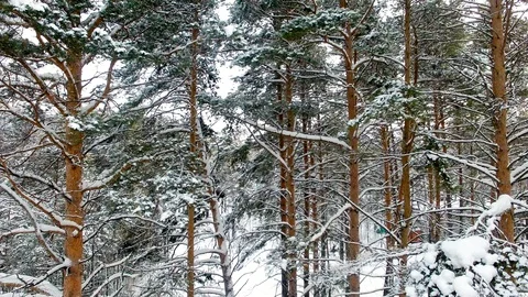Winter Forest Aerial View Stockbeeldmateriaal 105890328