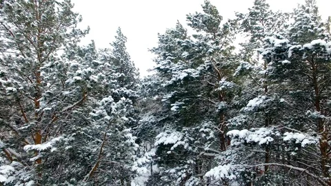 Winter Forest Aerial View Stockbeeldmateriaal 105890858