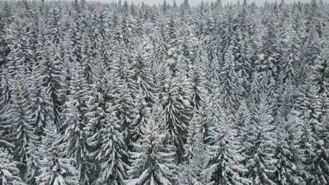 Winter forest aerial view Stockbeeldmateriaal 167601672