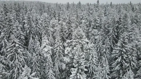 Winter forest aerial view Video stock 167601782