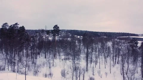 Winter forest Aerial View Video stock 168512447
