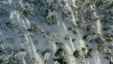 Winter Forest Aerial View over Snowy Pine Trees in the Mountain Valley 库存影片 331170201