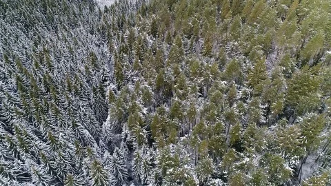 Winter forest aerial view from sky Stockbeeldmateriaal 85122000