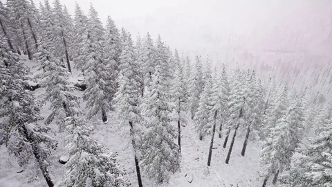 Winter forest, aerial view of snow-covered trees. 4k footage. Drone shot Video stock 82010953