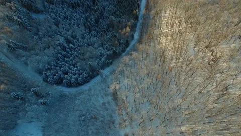 Winter forest. Aerial view of winter forest Video stock 148038908