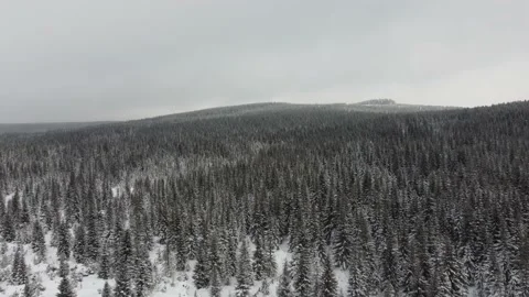 Winter forest. Aerial view of winter forest Video stock 148078592