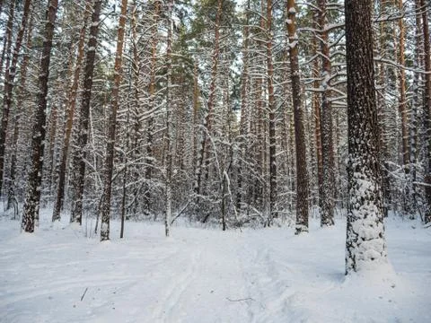 Winter forest after heavy snowfall, Novosibirsk, Russia Stock Photos