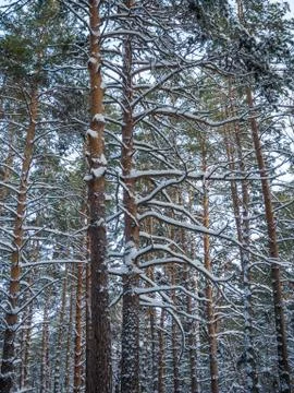 Winter forest after heavy snowfall, Novosibirsk, Russia Stock Photos