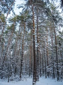 Winter forest after heavy snowfall, Novosibirsk, Russia Stock Photos