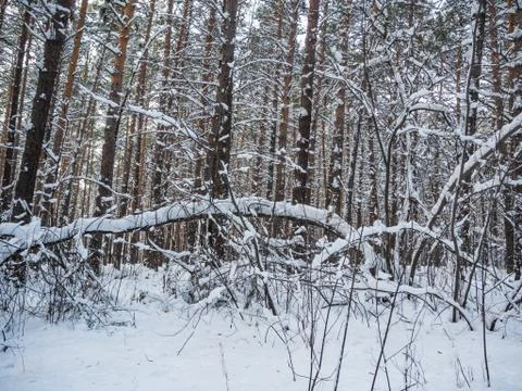 Winter forest after heavy snowfall, Novosibirsk, Russia Stock Photos
