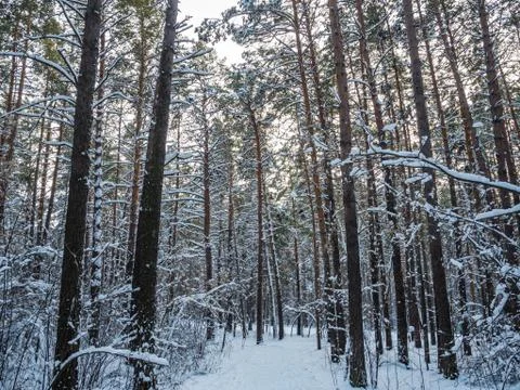 Winter forest after heavy snowfall, Novosibirsk, Russia Foto stock