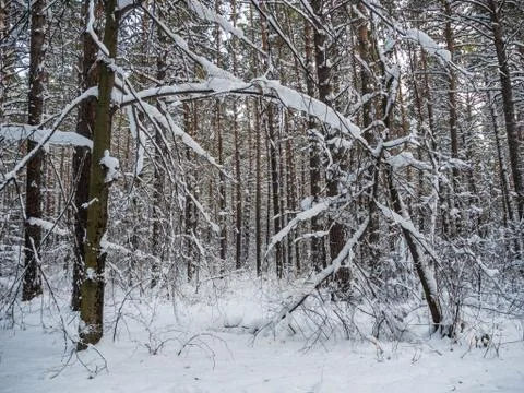 Winter forest after heavy snowfall, Novosibirsk, Russia Stock Photos
