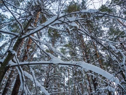 Winter forest after heavy snowfall, Novosibirsk, Russia Stock Photos