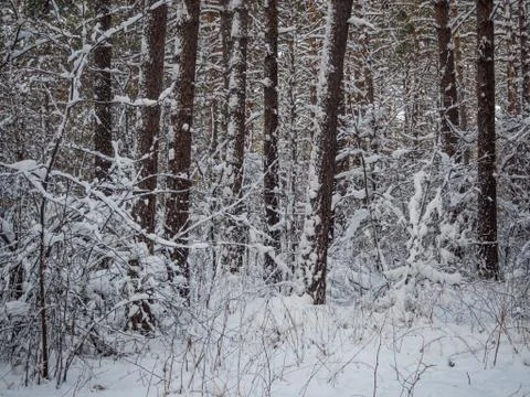 Winter forest after heavy snowfall, Novosibirsk, Russia Stock Photos