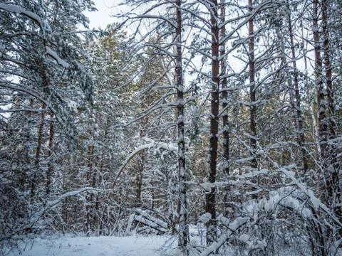 Winter forest after heavy snowfall, Novosibirsk, Russia Stock Photos