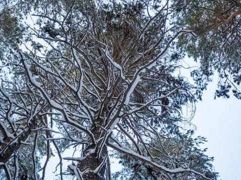 Winter forest after heavy snowfall, Novosibirsk, Russia Stock Photos
