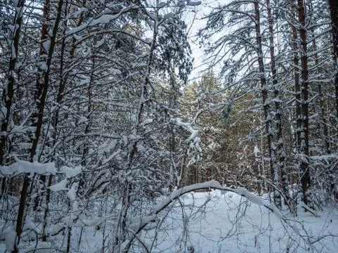 Winter forest after heavy snowfall, Novosibirsk, Russia Foto stock