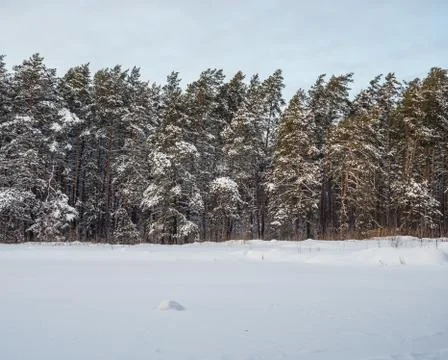 Winter forest after heavy snowfall, Novosibirsk, Russia Stock Photos