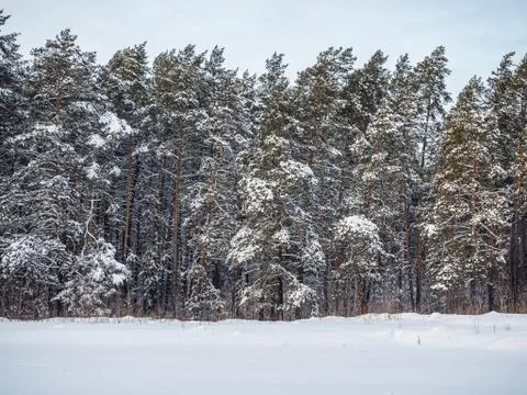 Winter forest after heavy snowfall, Novosibirsk, Russia Stock Photos