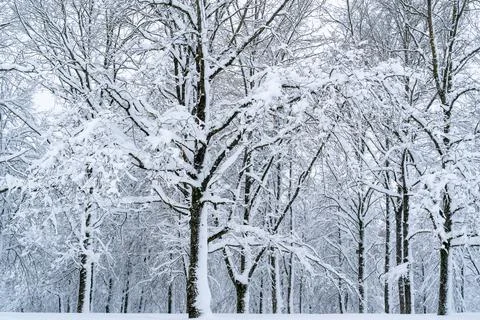 Winter forest after a heavy snowfall Stock Photos