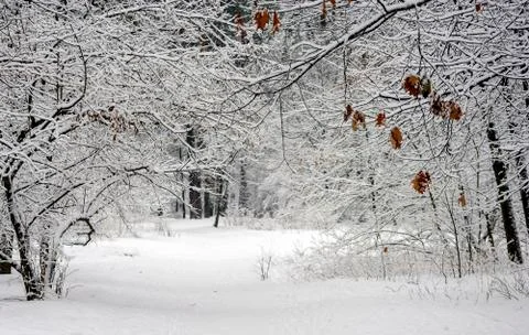 In the winter forest after a snowfall, footpath and trees covered with snow.. Foto stock