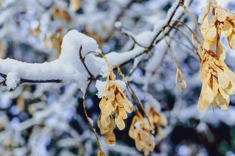Winter forest after snowfall. Maple seeds. Stock Photos