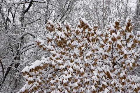 Winter forest after snowfall Stock Photos