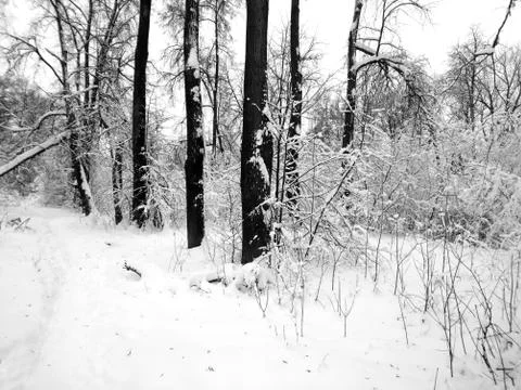 Winter forest after snowfall. Winter landscape in nature Stock Photos