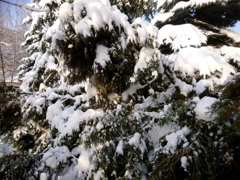 Winter forest after snowfall. Winter landscape in nature Stock Photos
