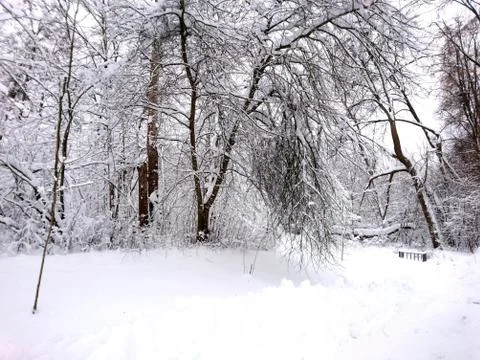 Winter forest after snowfall. Winter landscape in nature Stock Photos