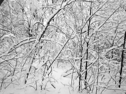 Winter forest after snowfall. Winter landscape in nature Stock Photos