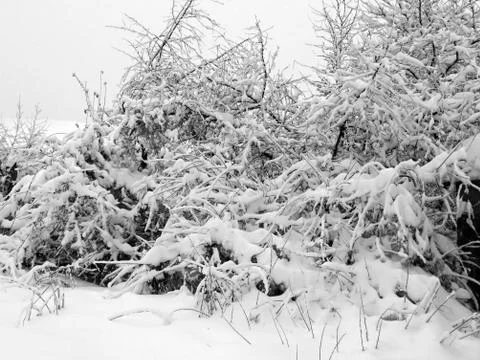 Winter forest after snowfall. Winter landscape in nature Stock Photos