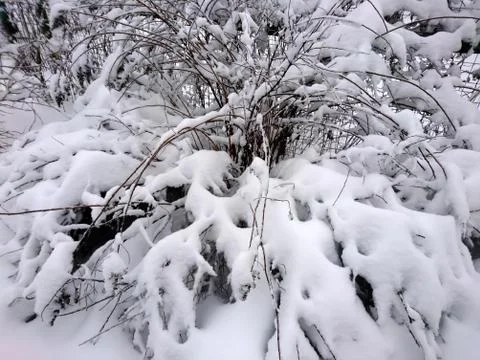Winter forest after snowfall. Winter landscape in nature Stock Photos