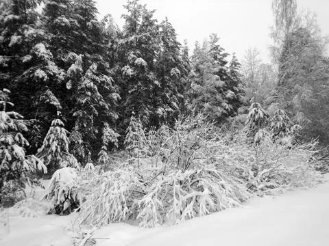 Winter forest after snowfall. Winter landscape in nature Stock Photos