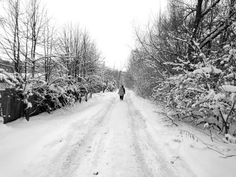 Winter forest after snowfall. Winter landscape in nature Stock Photos