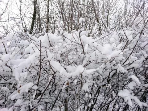 Winter forest after snowfall. Winter landscape in nature Stock Photos