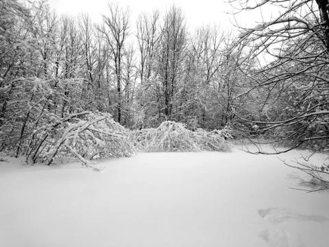 Winter forest after snowfall. Winter landscape in nature Stock Photos