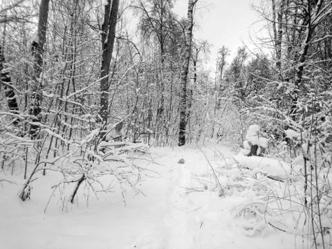 Winter forest after snowfall. Winter landscape in nature Stock Photos