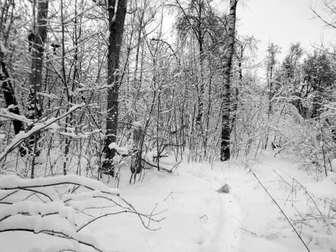 Winter forest after snowfall. Winter landscape in nature Stock Photos