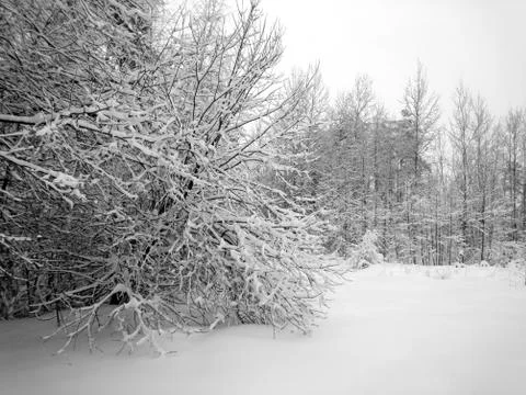 Winter forest after snowfall. Winter landscape in nature Stock Photos
