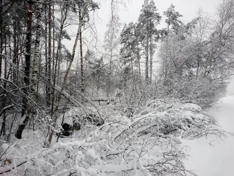 Winter forest after snowfall. Winter landscape in nature Stock Photos