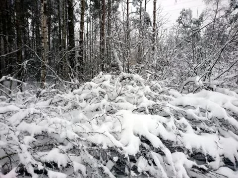 Winter forest after snowfall. Winter landscape in nature Stock Photos