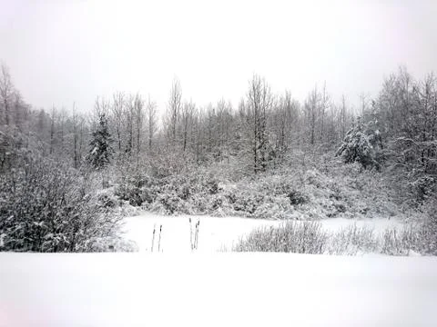 Winter forest after snowfall. Winter landscape in nature Stock Photos